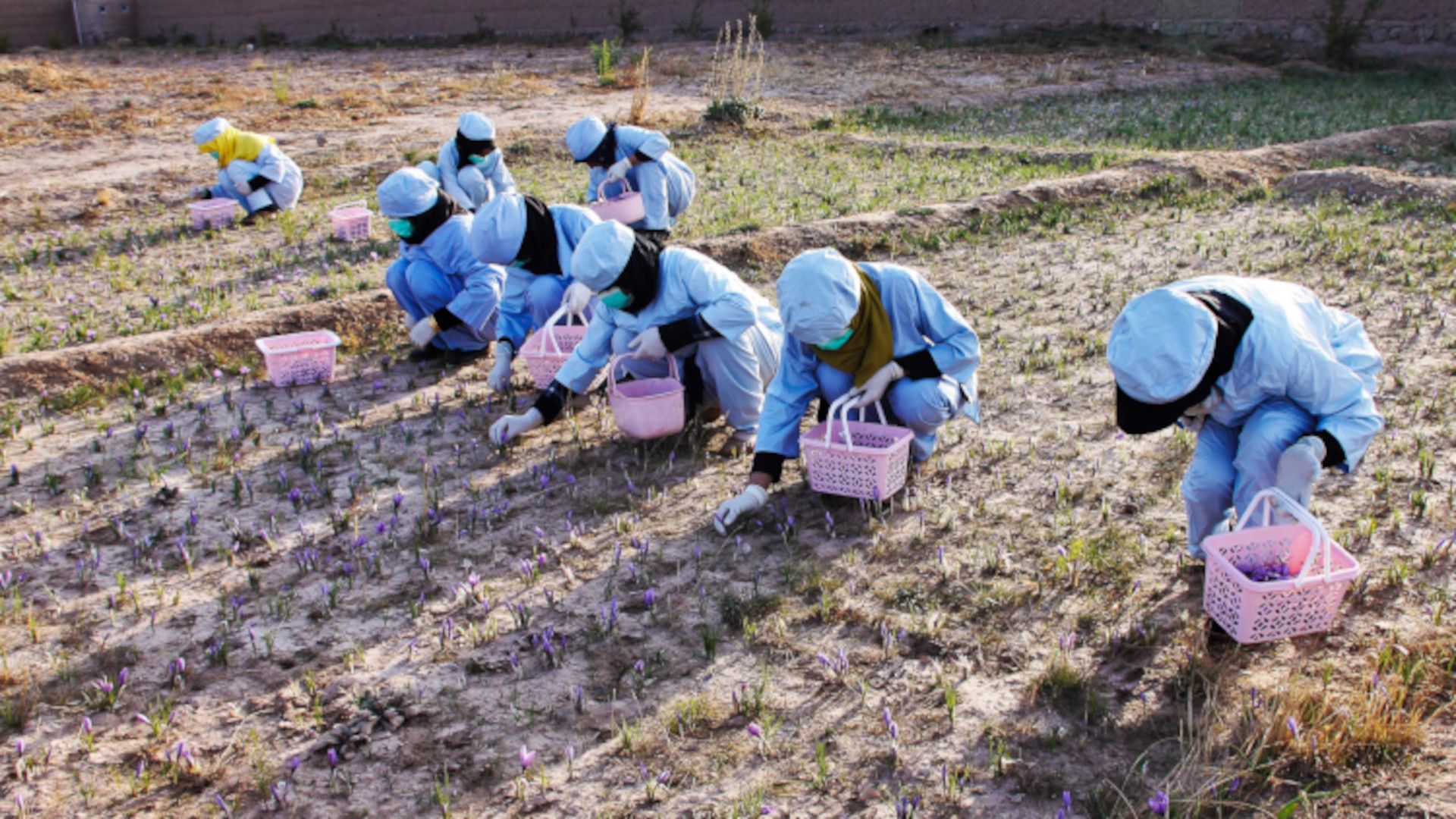 donne afghane raccolta zafferano